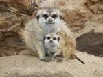 Animals_212