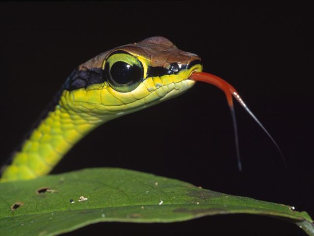 Animals_214