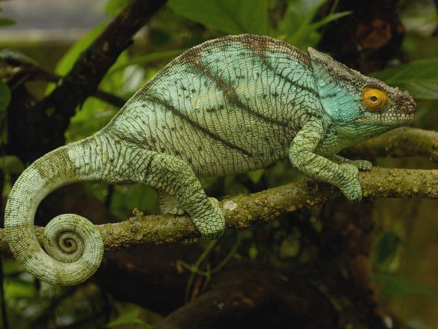Animals_215