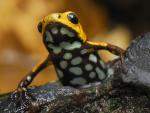 Animals_216