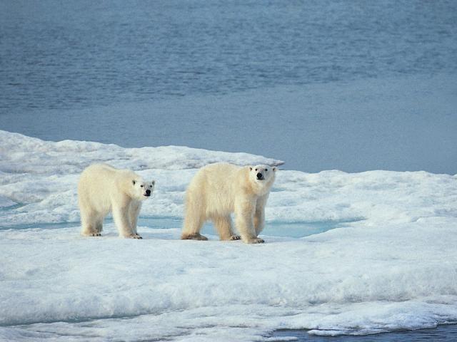 Animals_217