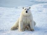 Animals_220