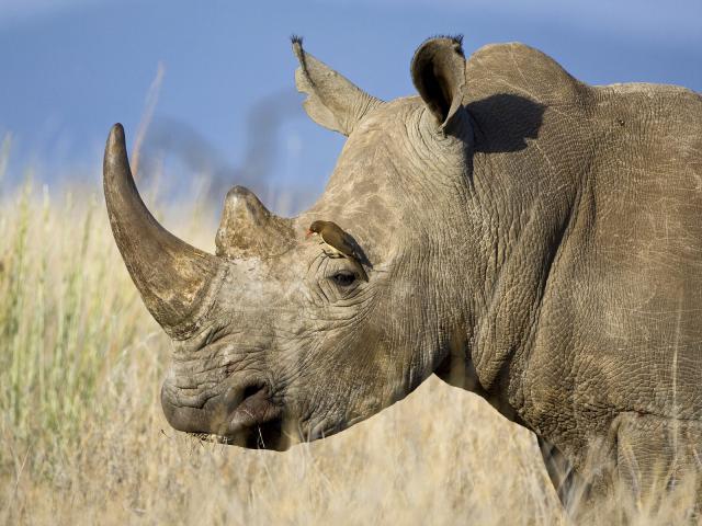 Animals_222