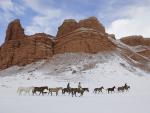 Animals_223