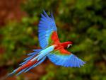 Birds_036