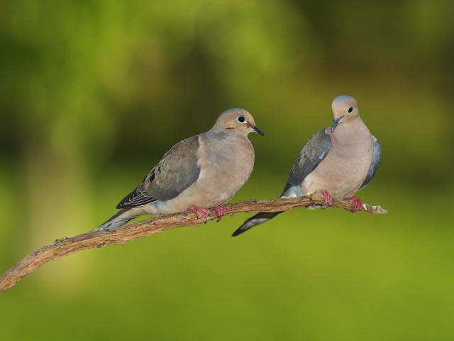 Birds_037