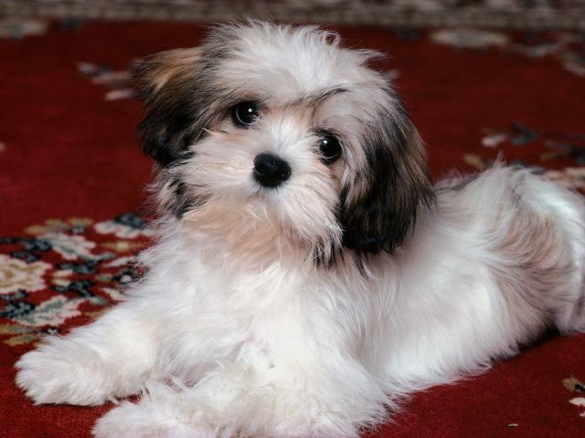 dog_411