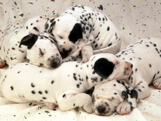 dog_413
