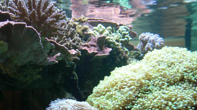 ocean-life-403