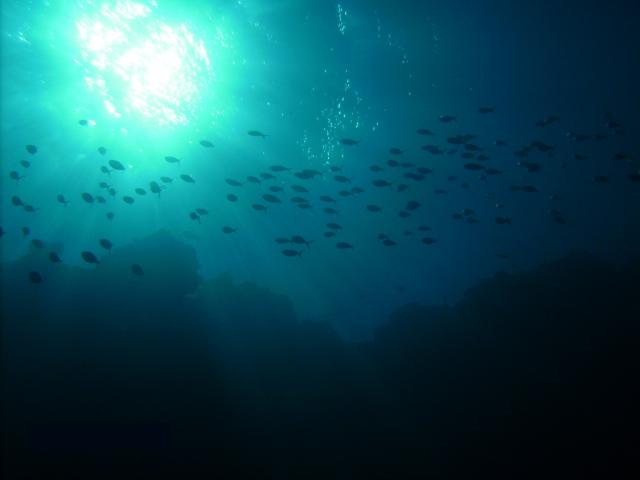 ocean-life-404