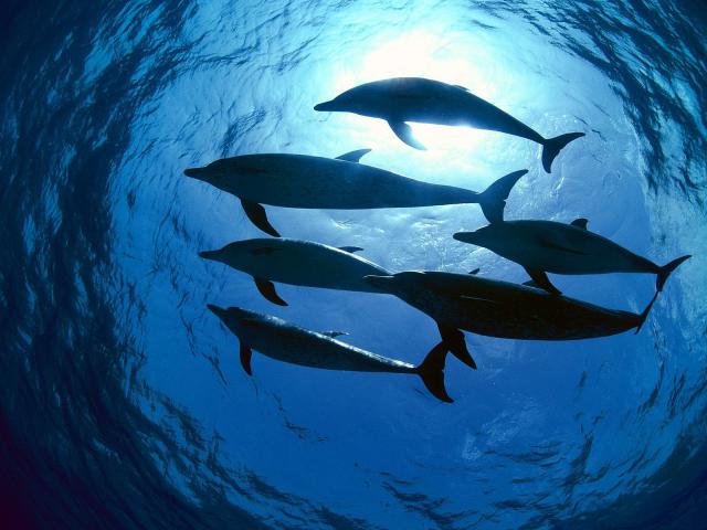 ocean-life-405