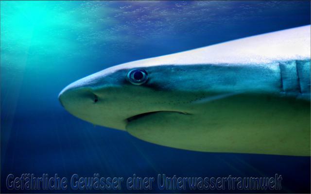 ocean-life-407
