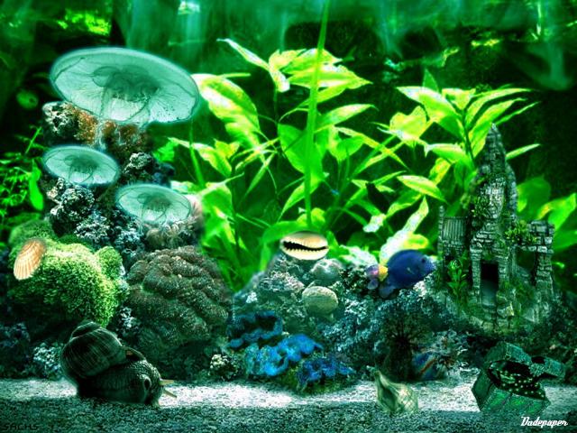 ocean-life-415