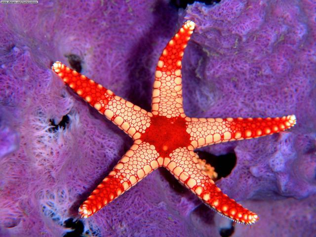 ocean-life-420