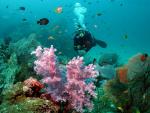 ocean-life-424