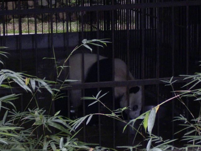 Animals_228