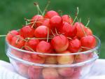fruit_003