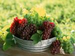 fruit_012