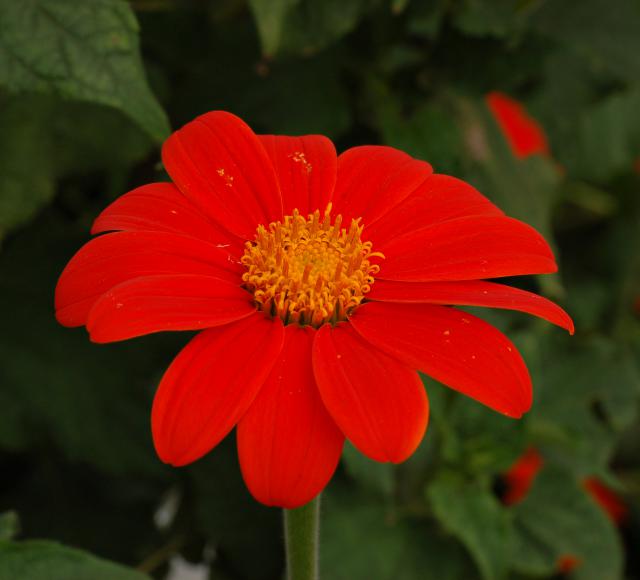 Flower_001