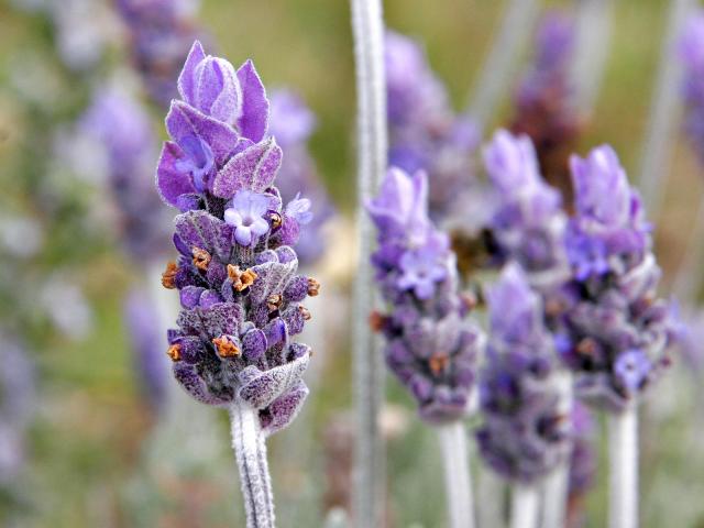 Flower_003