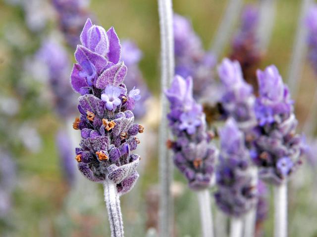 Flower_003