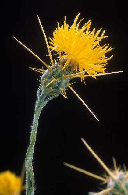 Flower_005