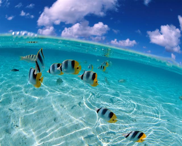 ocean-life-432