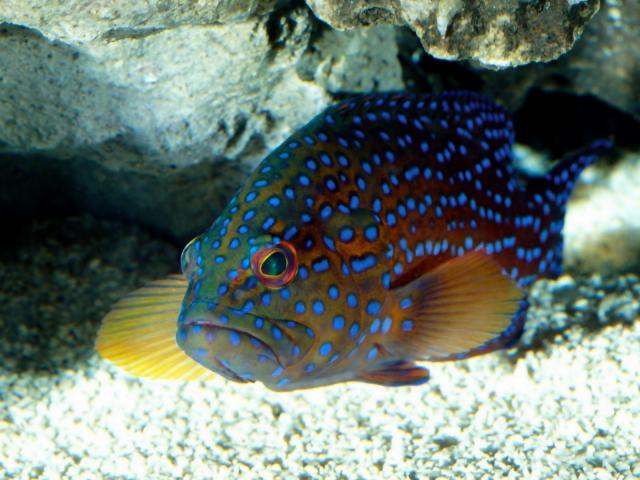 ocean-life-434