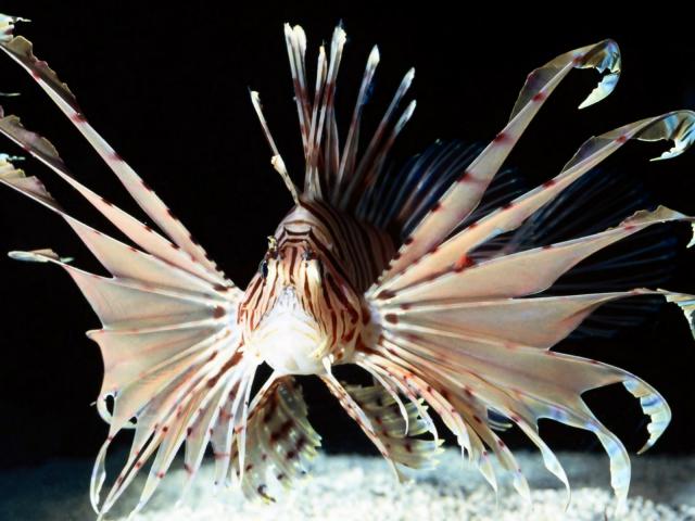 ocean-life-439