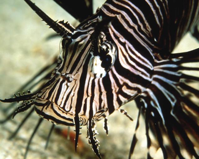 ocean-life-440