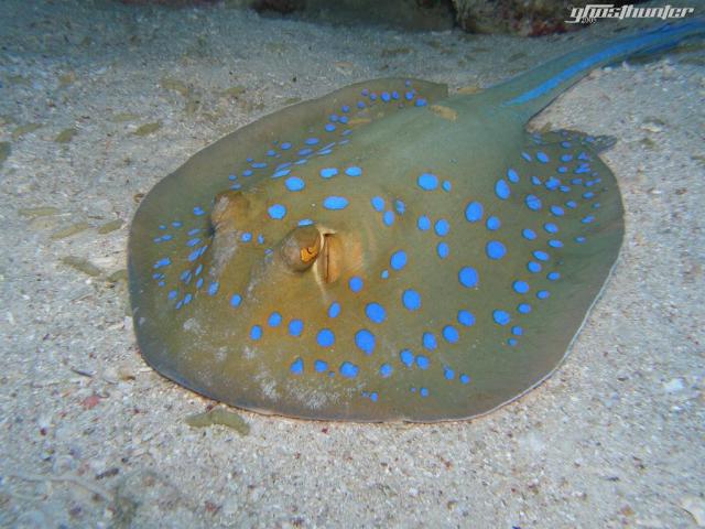 ocean-life-444