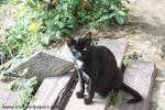 cat_179