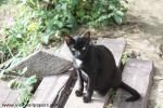 cat_179