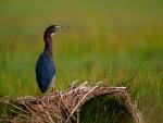 Birds_042