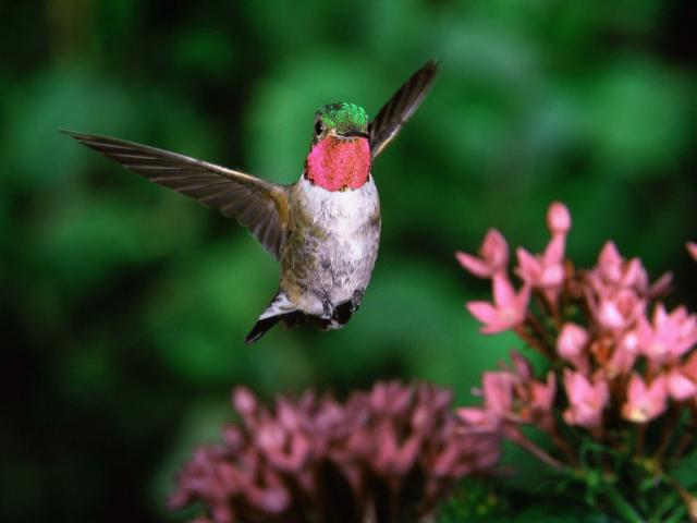 Birds_045