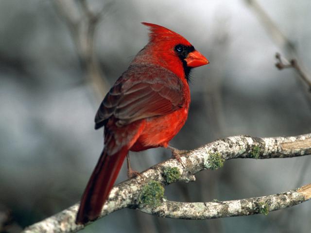 Birds_049