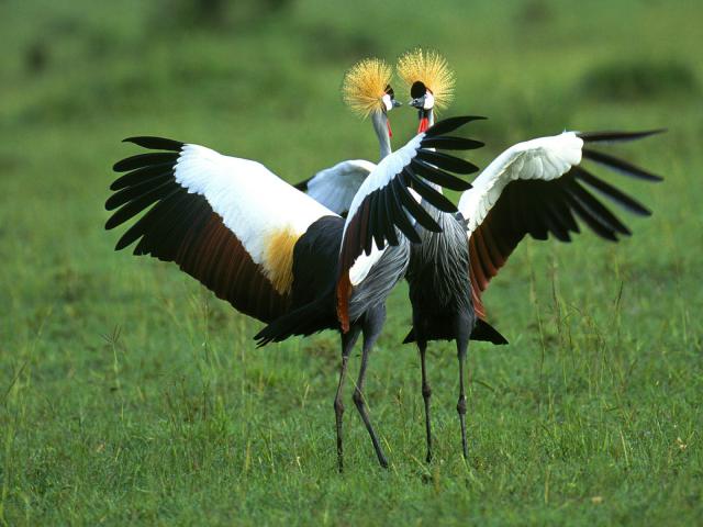 Birds_050
