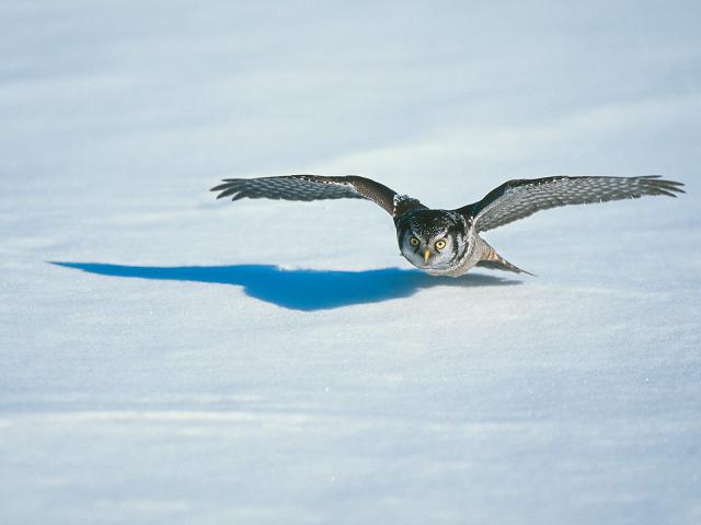 Birds_058