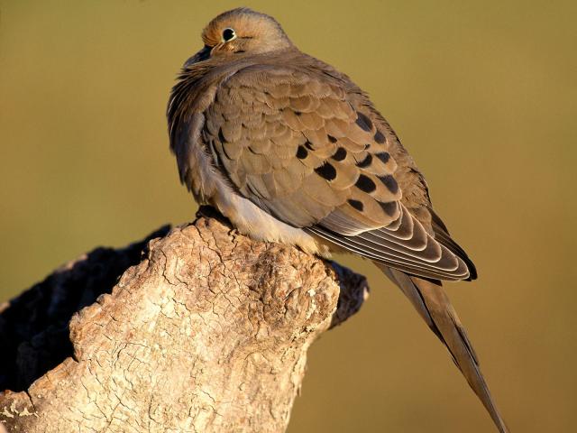 Birds_065