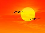 Birds_074