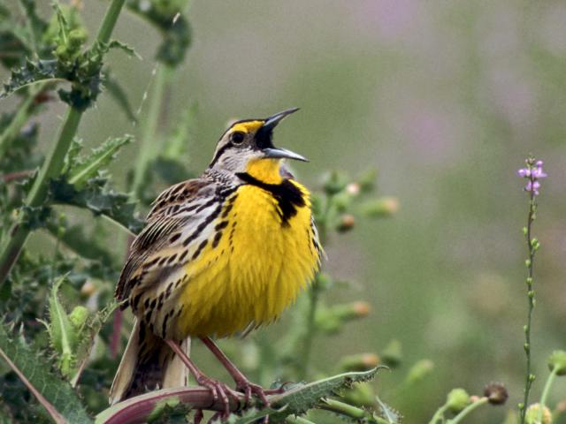 Birds_076