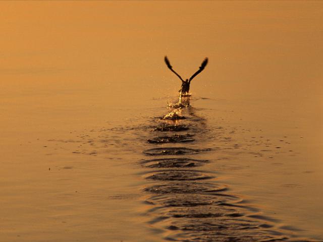 Birds_079