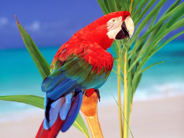 Birds_081