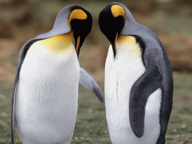 Birds_085