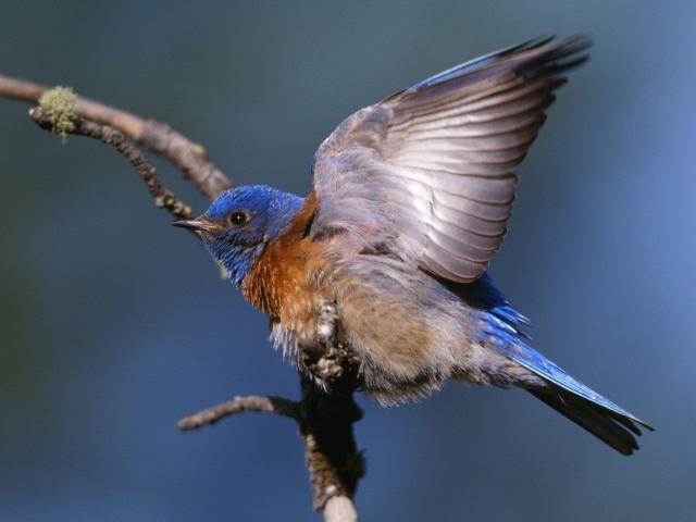 Birds_086