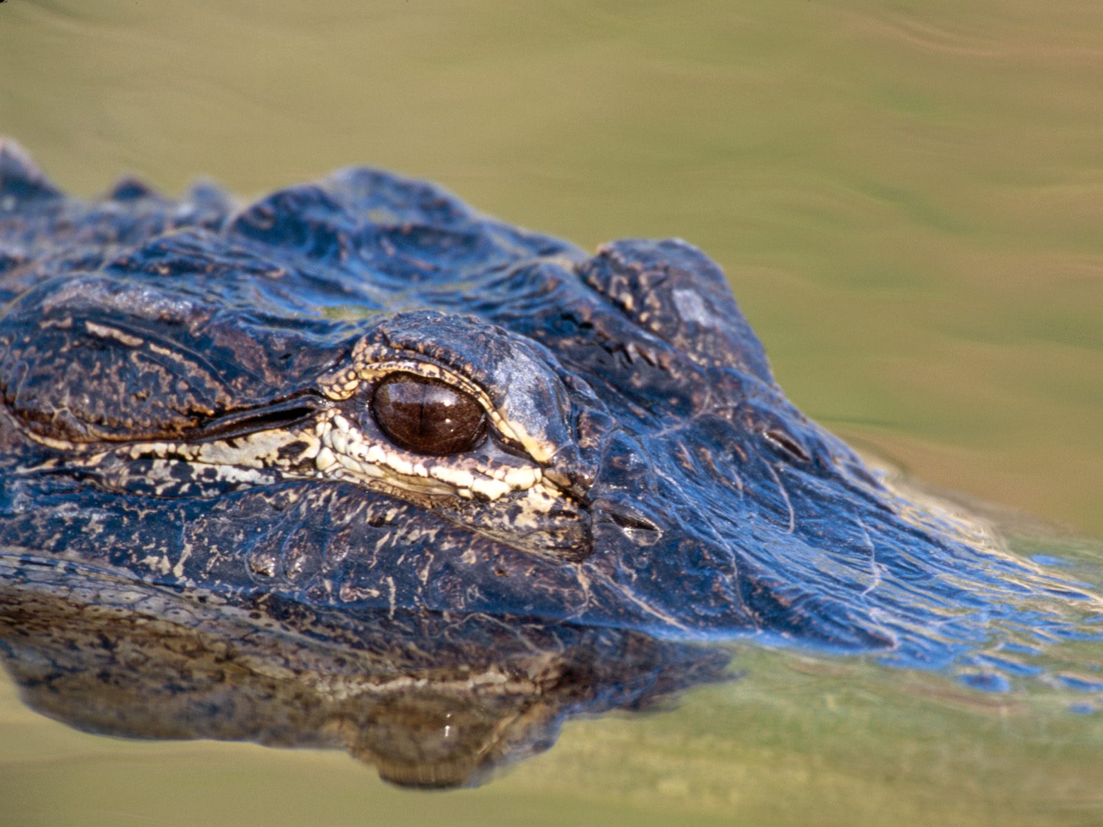 Animals_236