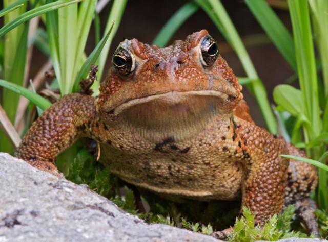 Animals_237