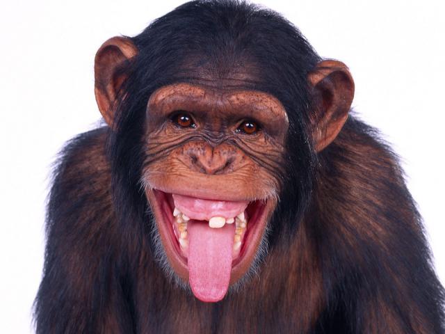 Animals_239