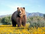 Animals_240