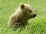 Animals_241